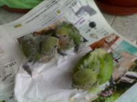 /album/galeria-de-fotos/a30052012942-jpg/